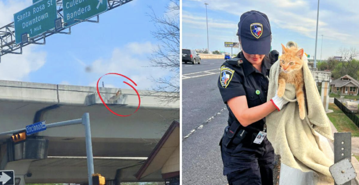 Police officer goes against all chances to save cat stuck on highway bridge ledge