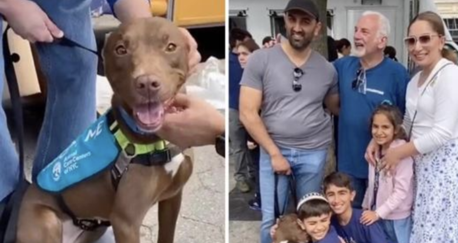 The family of a lost dog finds her at an adoption event in New York City and brings her back to them.