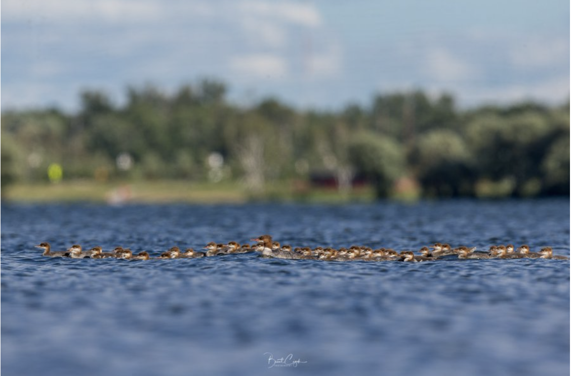 What’s the deal with this picture of one hen and 76 ducklings?