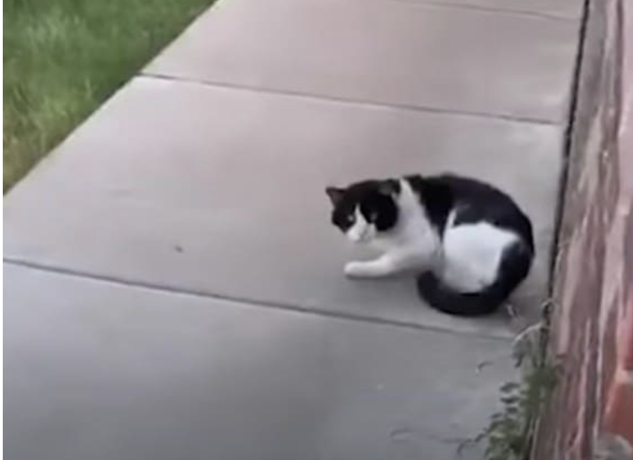 A woman sees her neighbors leave their old cat alone and decides to save him.